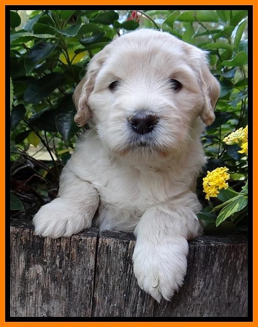 Bess Zephyr pups 5 wks old 211