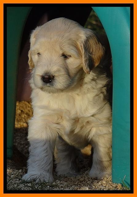 Bess Zephyr pups 6 wks old 301