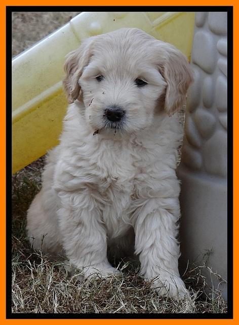 Bess Zephyr pups 7 wks old 251