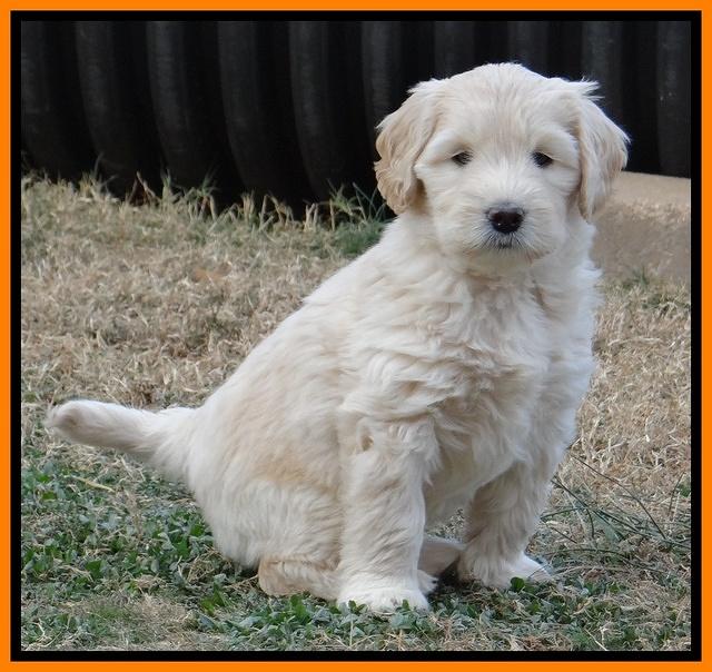 Bess Zephyr pups 7 wks old 261