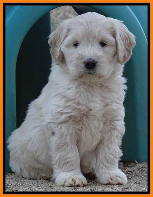Bess Zephyr pups 7 wks old 271