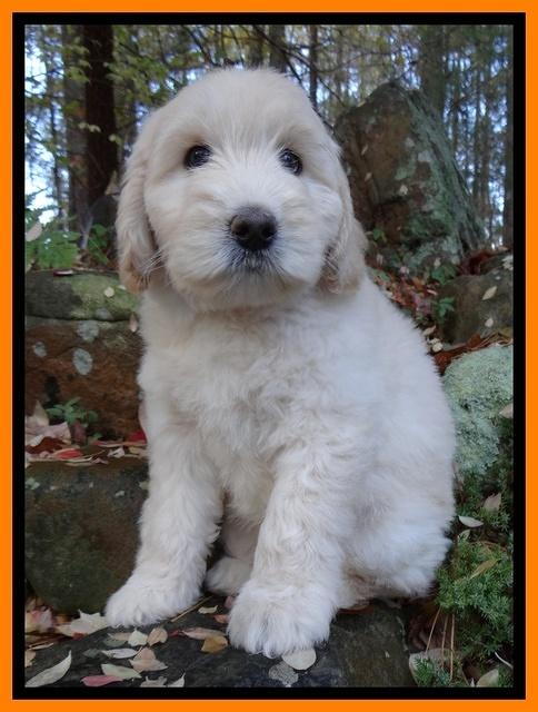 Bess Zephyr pups 8 wks old 71