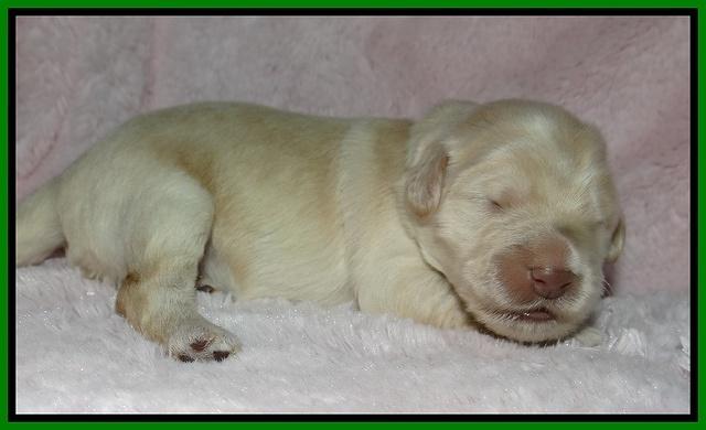 Bess Zephyr pups 1 wk old 191