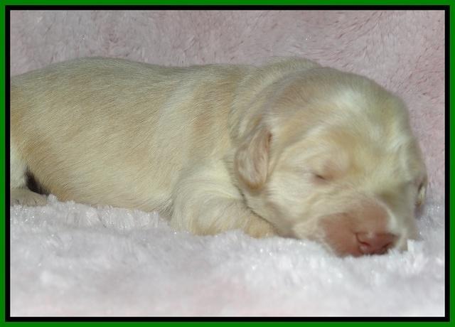 Bess Zephyr pups 1 wk old 211