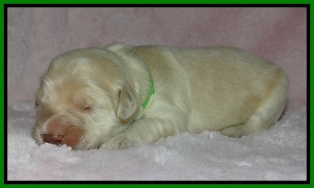 Bess Zephyr pups 1 wk old 221