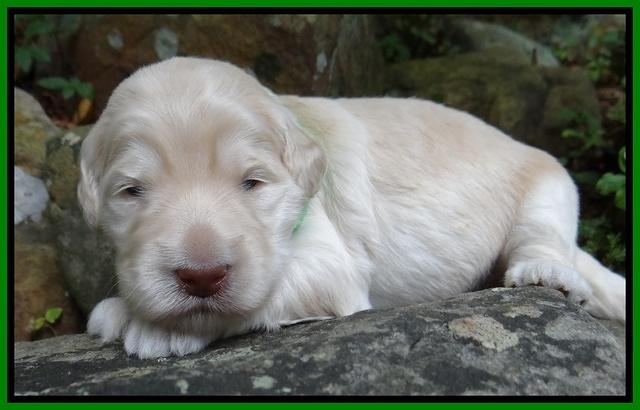 Bess Zephyr pups 2 wks old 41