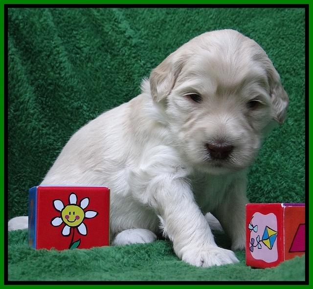 Bess Zephyr pups 3 wks old 211