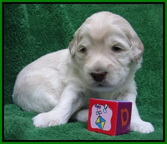 Bess Zephyr pups 3 wks old 221