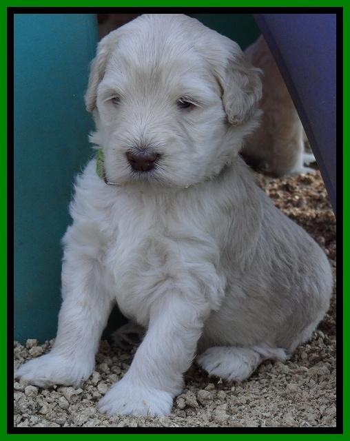 Bess Zephyr pups 4 wks old 311