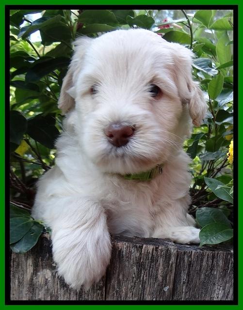 Bess Zephyr pups 5 wks old 111