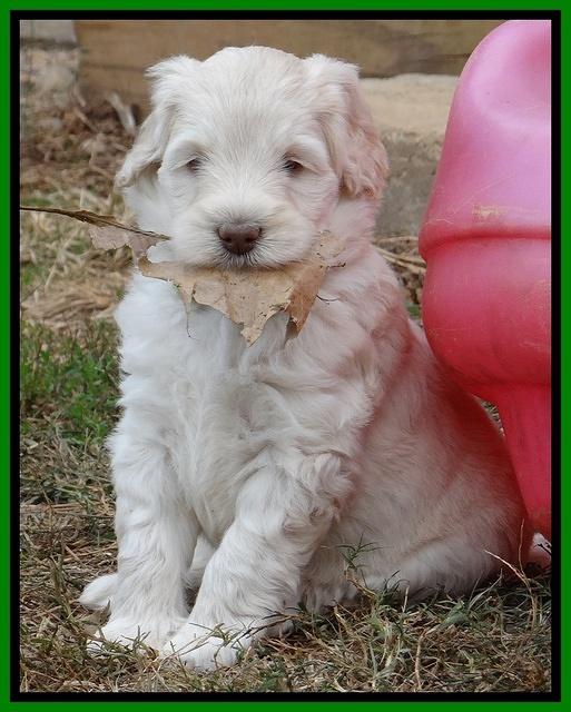 Bess Zephyr pups 6 wks old 261