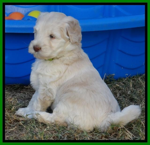 Bess Zephyr pups 6 wks old 271