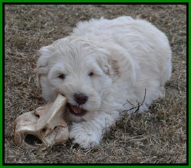Bess Zephyr pups 7 wks old 201