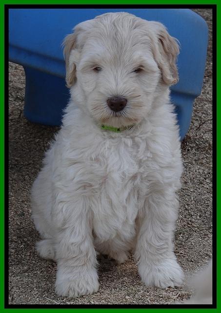 Bess Zephyr pups 7 wks old 211