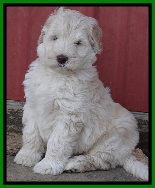 Bess Zephyr pups 7 wks old 221