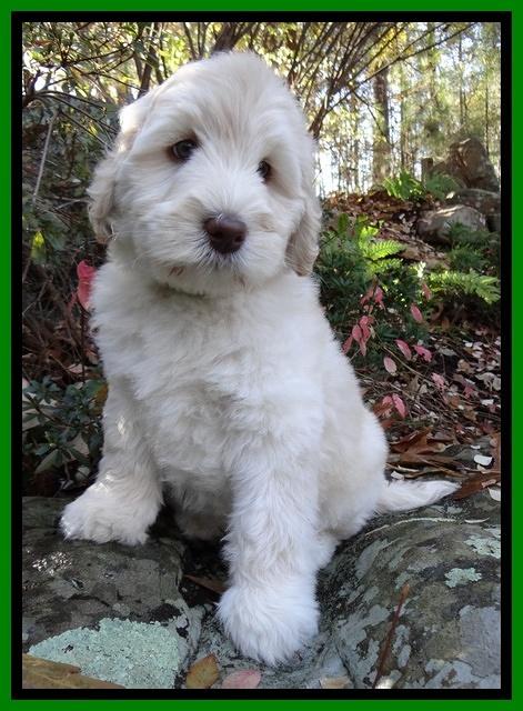 Bess Zephyr pups 8 wks old 151
