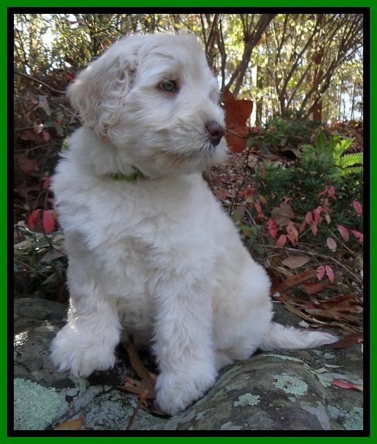 Bess Zephyr pups 8 wks old 161