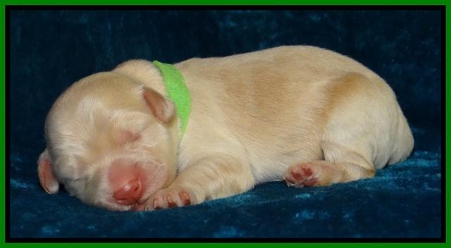 Bess Zephyr pups newborn 81