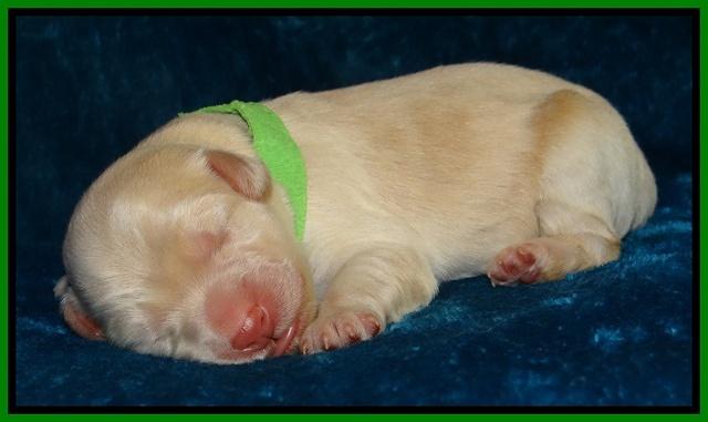 Bess Zephyr pups newborn 91