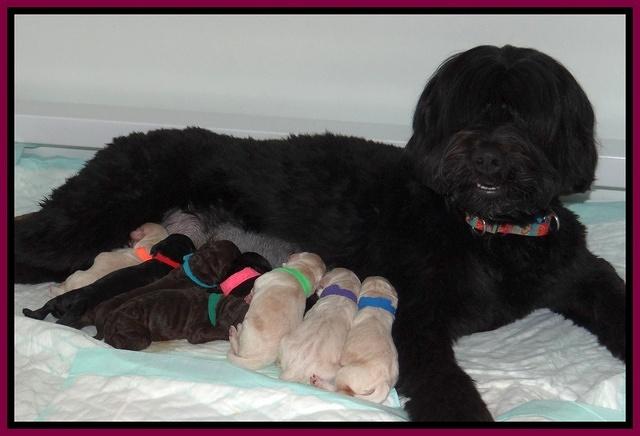 Bess Zeph newborn group 11