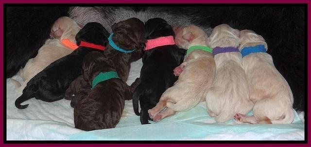 Bess Zeph newborn group 21