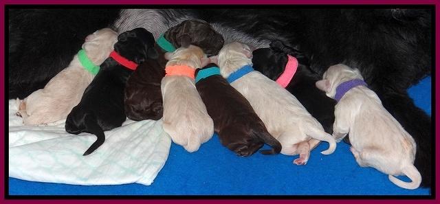 Bess Zeph newborn group 41