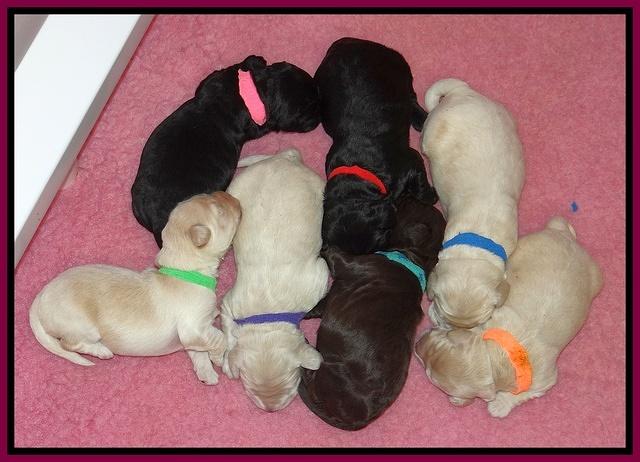 Bess Zephyr pups 1 wk old 231