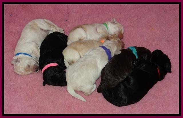Bess Zephyr pups 1 wk old 241