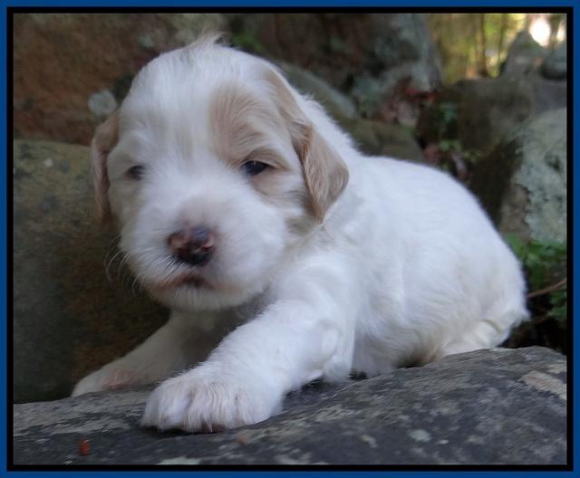 Jolie Marco TExas pups 3 wks old 35000