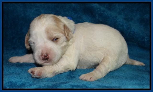 Jolie Marco Tecas pups 2 wks old 11