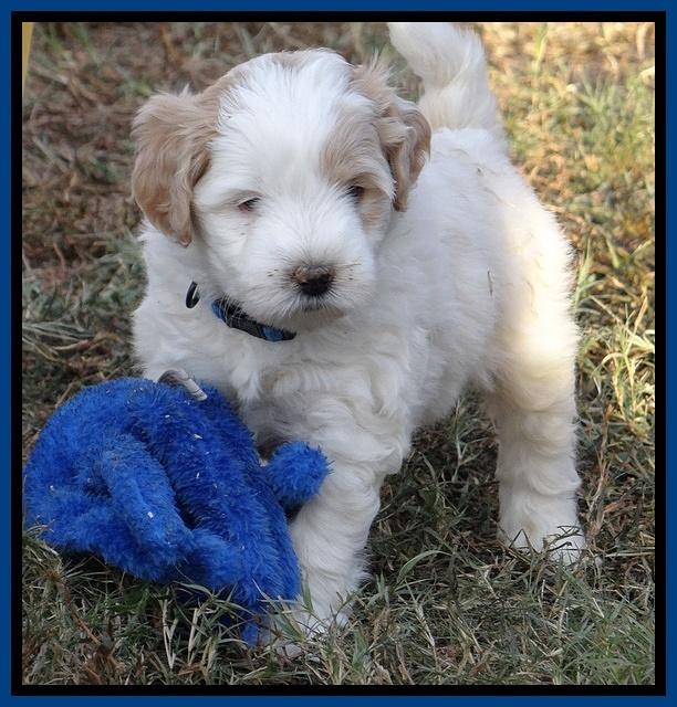 Jolie Marco Texas 6 wks old 11