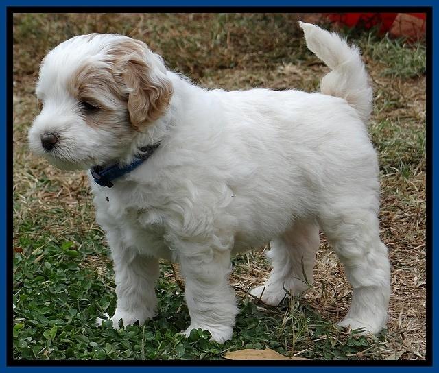 Jolie Marco Texas 6 wks old 21