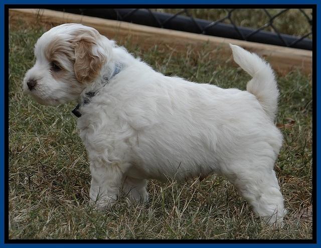 Jolie Marco Texas 6 wks old 41