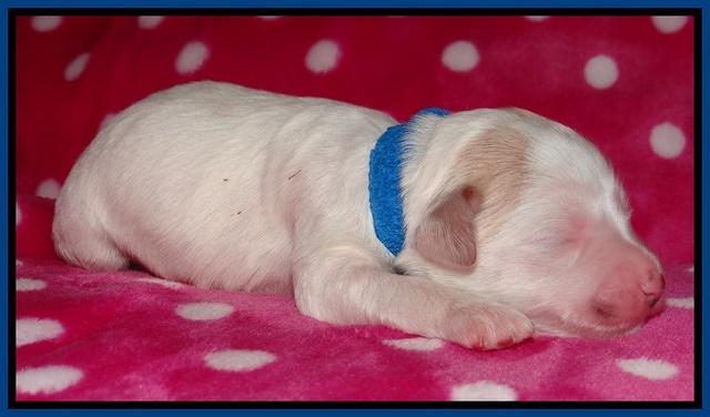 Jolie Texas Marco pups 1 wk old 2100