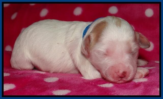 Jolie Texas Marco pups 1 wk old 3100