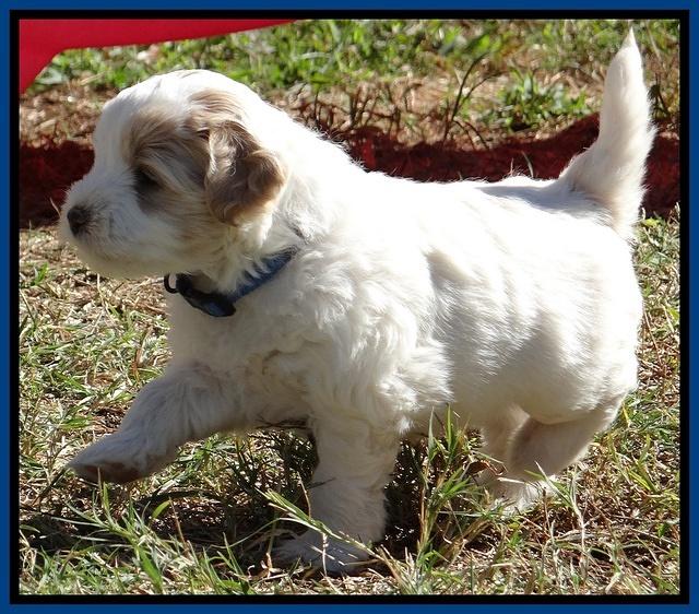 Jolie Texas Marco pups 5 wks old 31