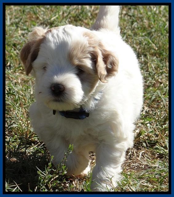 Jolie Texas Marco pups 5 wks old 61