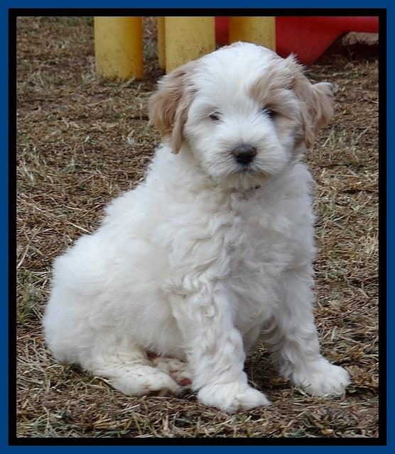 Jolie Texas Marco pups 7 wks old 21