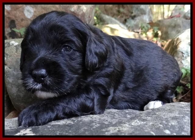 Jolie Marco TExas pups 3 wks old 2111