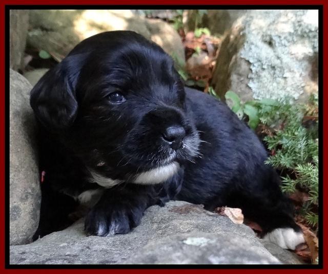 Jolie Marco TExas pups 3 wks old 25000
