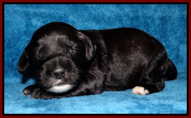 Jolie Marco Tecas pups 2 wks old 71