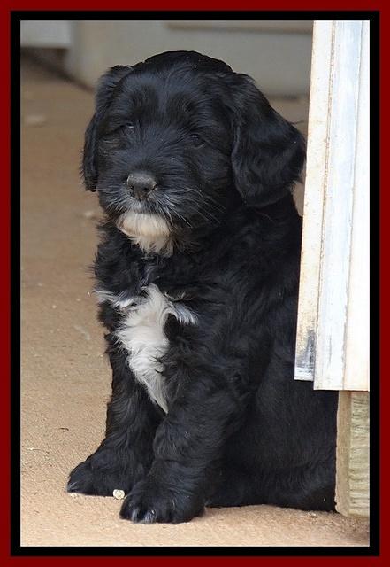 Jolie Marco Texas 6 wks old 101