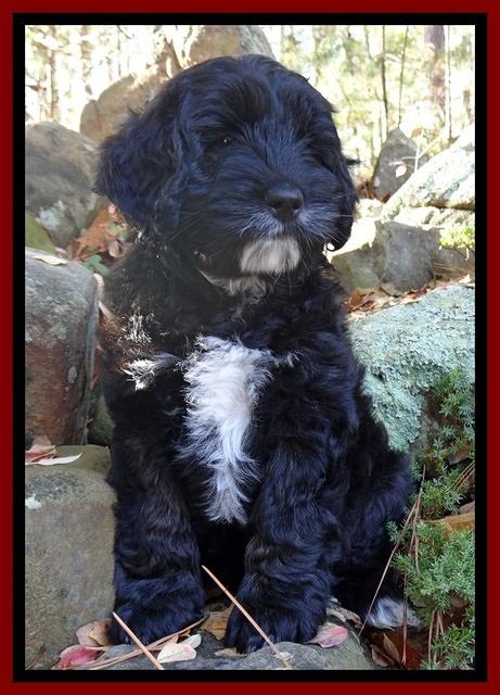Jolie Tex Max pups 8 wks old 251
