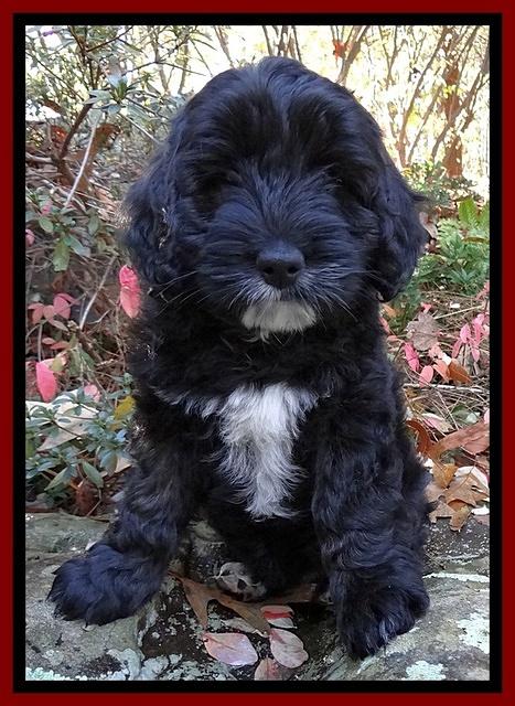 Jolie Tex Max pups 8 wks old 261