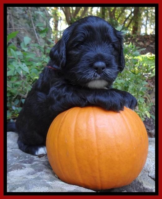 Jolie Texas Marco group pups 4 wks old 51