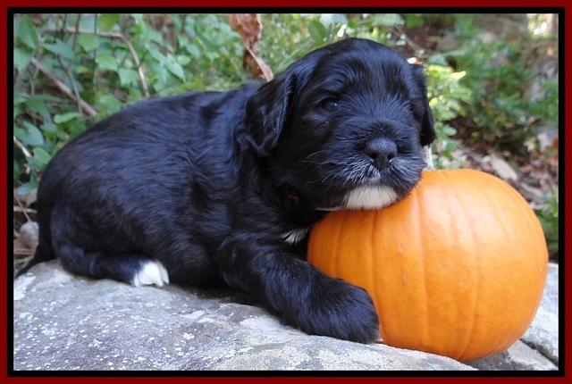 Jolie Texas Marco group pups 4 wks old 71