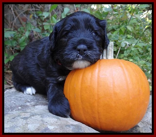 Jolie Texas Marco group pups 4 wks old 81