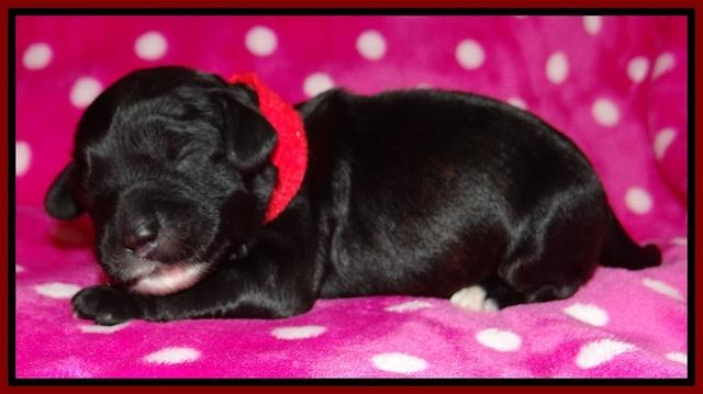 Jolie Texas Marco pups 1 wk old 4100