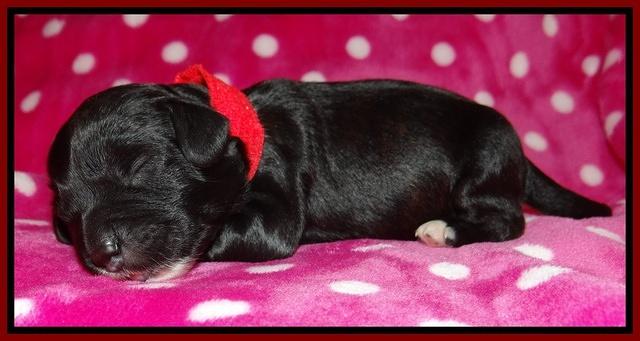 Jolie Texas Marco pups 1 wk old 5100