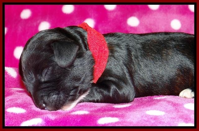 Jolie Texas Marco pups 1 wk old 6100